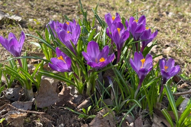 Purple crocuses blooming in the sun